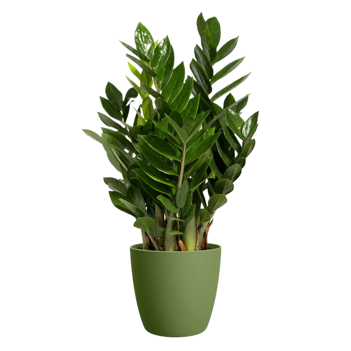 brussels rond 18cm moss green